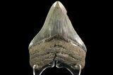 Serrated, Fossil Megalodon Tooth - Georgia #78202-2